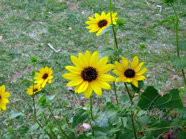 Beach Sunflower | Low-maintenance flowers and plants