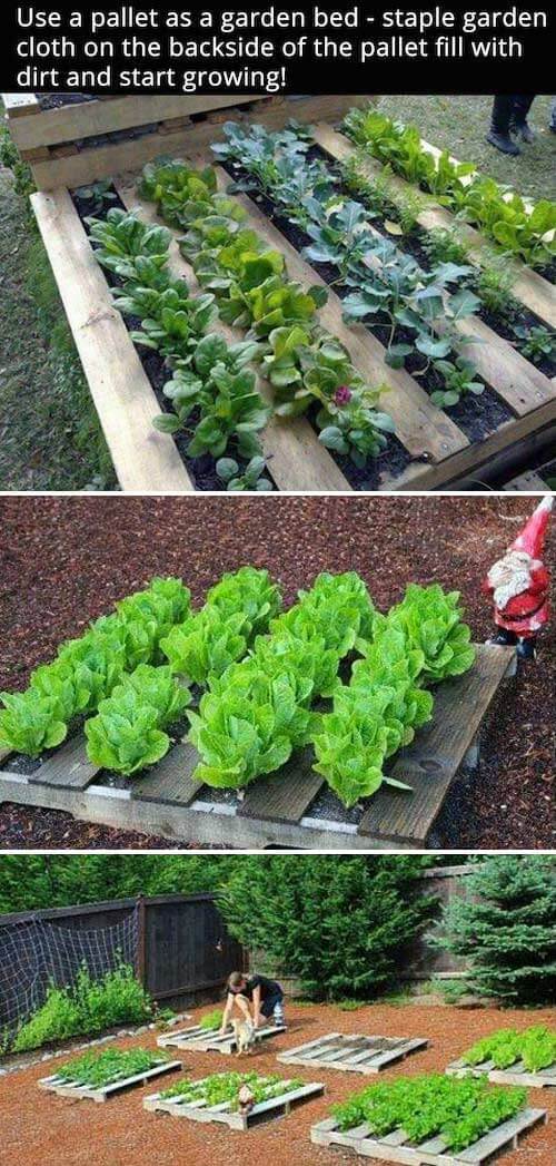 DIY Pallet garden | How to Build a Raised Vegetable Garden Bed | 39+ Simple & Cheap Raised Vegetable Garden Bed Ideas - farmfoodfamily.com