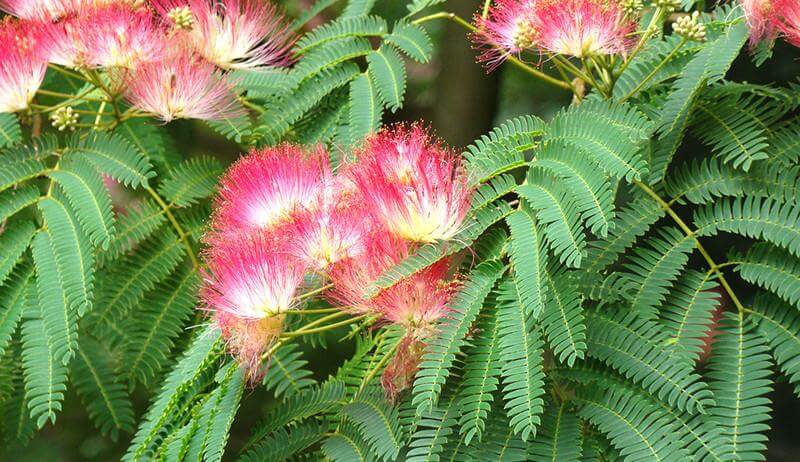 Silk Tree (Albizia julibrissin) | Top 10 Exotic Invasive Trees in the U.S - FarmFoodFamily.com