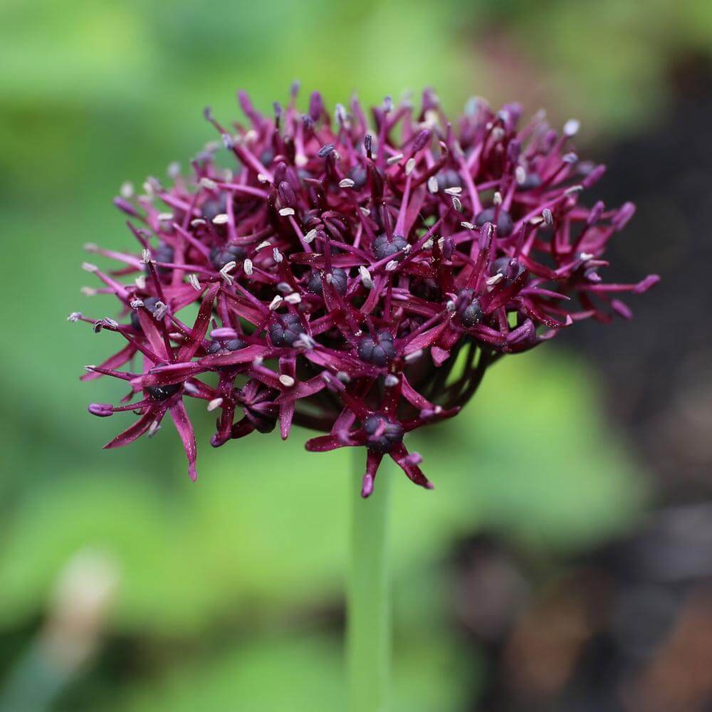Allium Atropurpureum | Alliums Deer Resistant Garden Flowers: Drought Tolerant Ornamental Onion Plants Deter Small Rodents