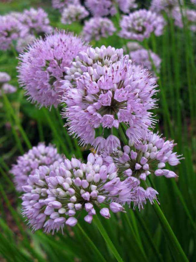 Allium Summer Beauty | Alliums Deer Resistant Garden Flowers: Drought Tolerant Ornamental Onion Plants Deter Small Rodents