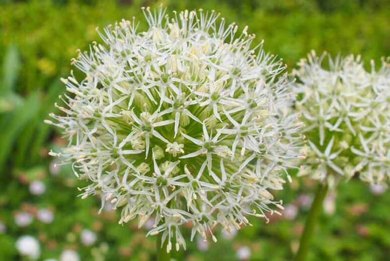 Allium karataviense | Alliums Deer Resistant Garden Flowers: Drought Tolerant Ornamental Onion Plants Deter Small Rodents