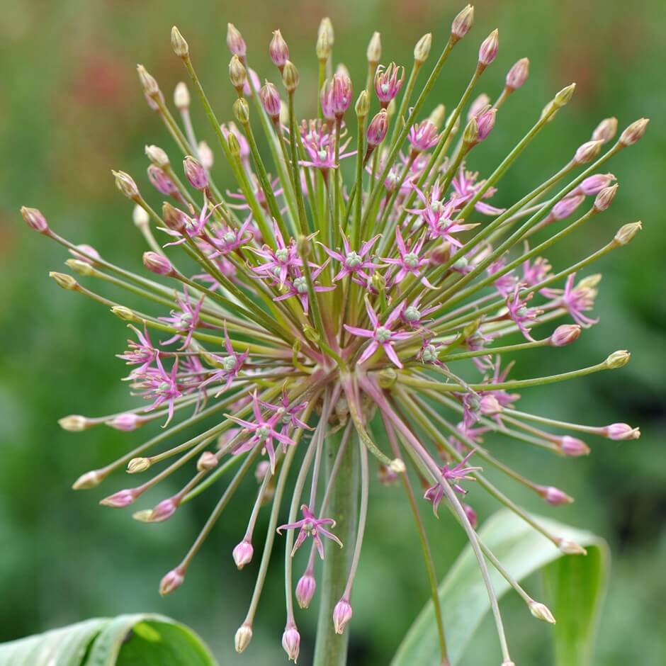 Allium schubertii | Alliums Deer Resistant Garden Flowers: Drought Tolerant Ornamental Onion Plants Deter Small Rodents