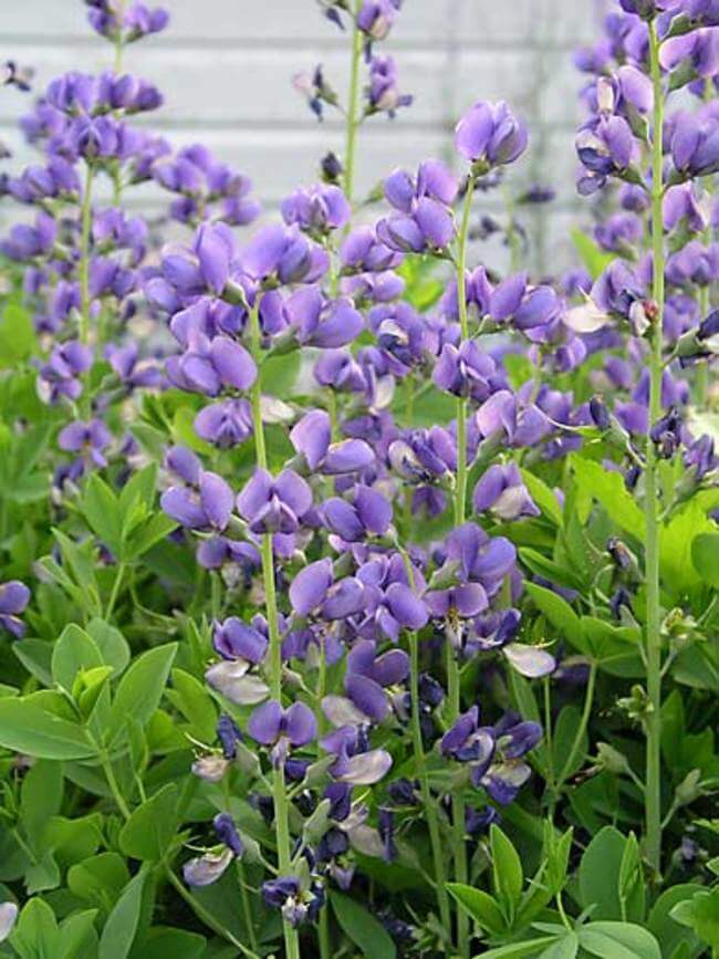 Baptisia | Perennial Flowers All Season: Perennial Garden Design Guide for Blooms in Spring Summer and Fall