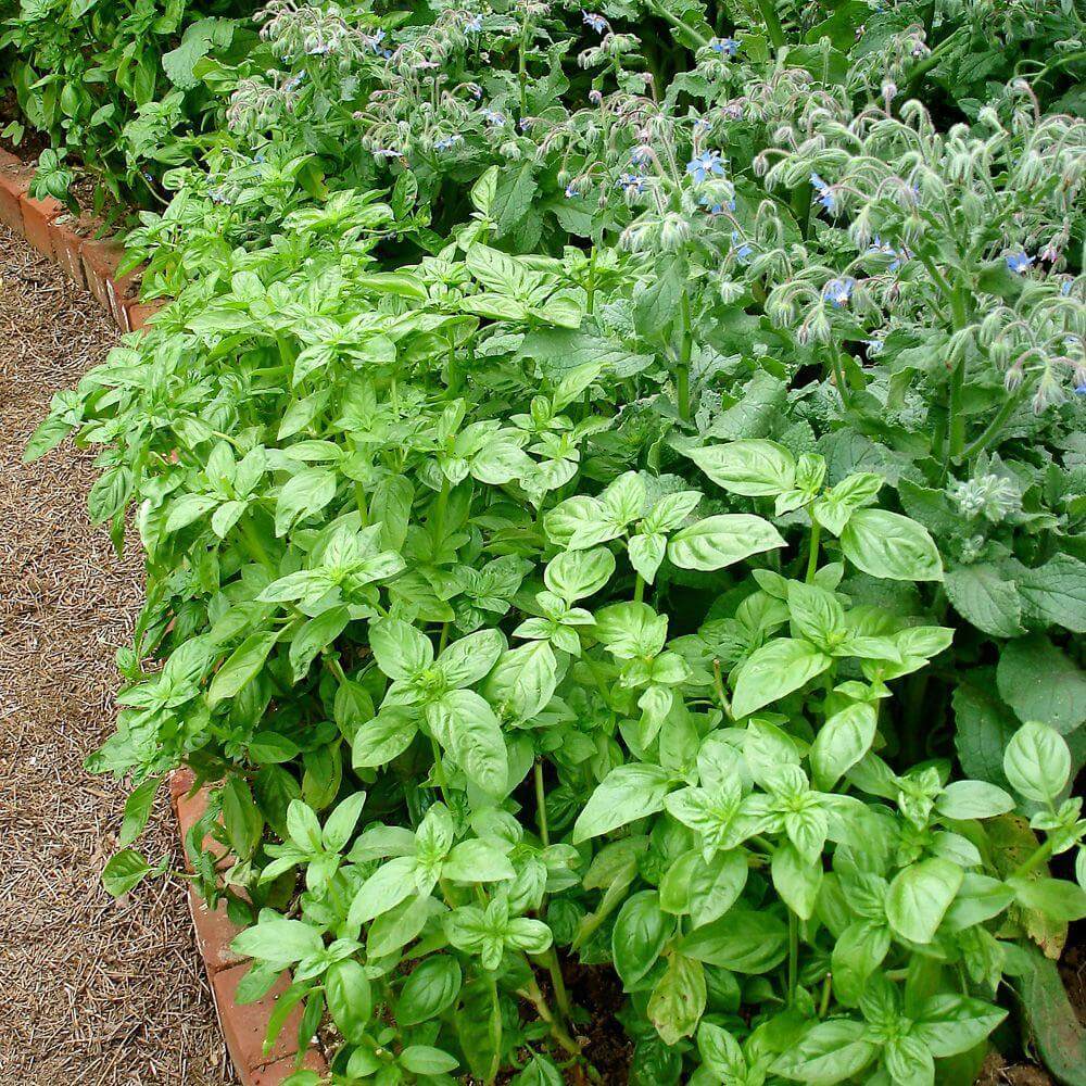 Basil (Ocimum) | How to Use Herbs as Edging