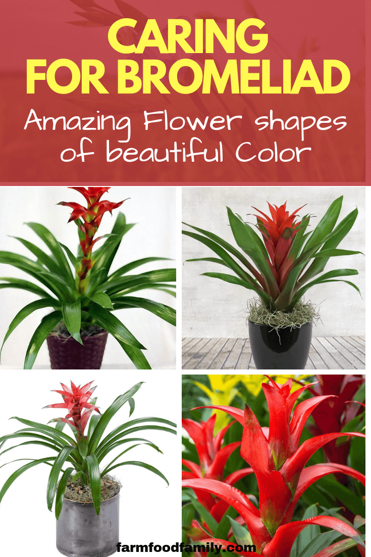 Bromeliad, the Unusual Houseplant: Amazing Foliage and Flower shapes of beautiful Color