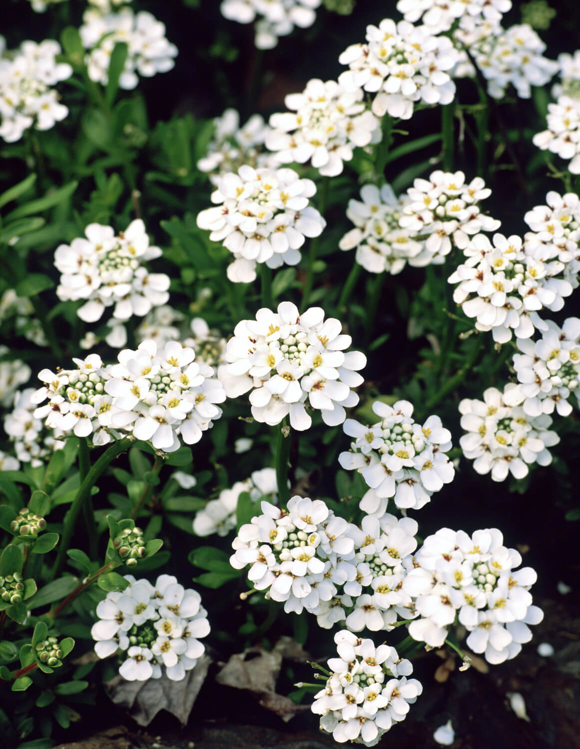 Candytuft (Iberis) | Perennial Flowers All Season: Perennial Garden Design Guide for Blooms in Spring Summer and Fall