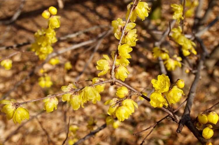 Chimonanthus Praecox | Flowering Plants to Brighten the Winter Garden: Trees, Shrubs and Perennials with Blooms to Sparkle in Short Days
