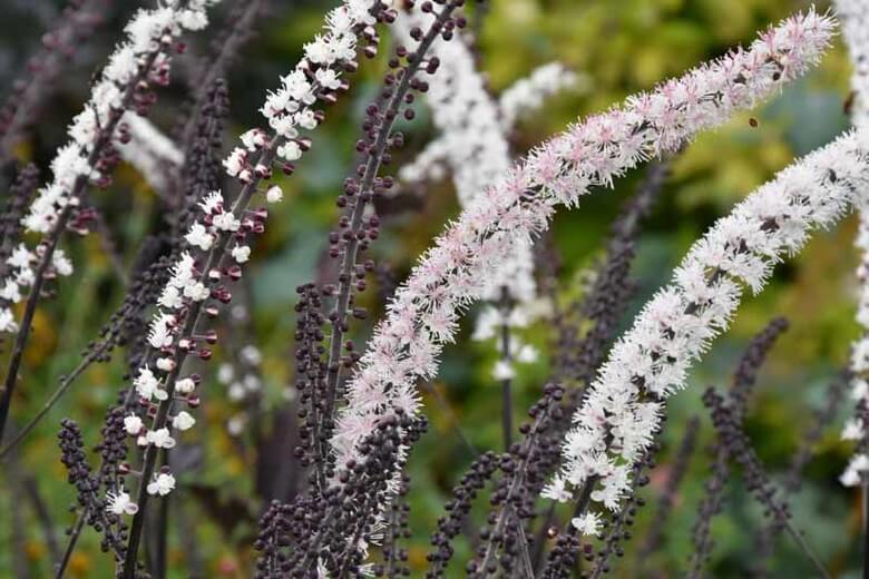 Cimicifuga simplex | Fall Perennials for a Splendid Array of Flowers