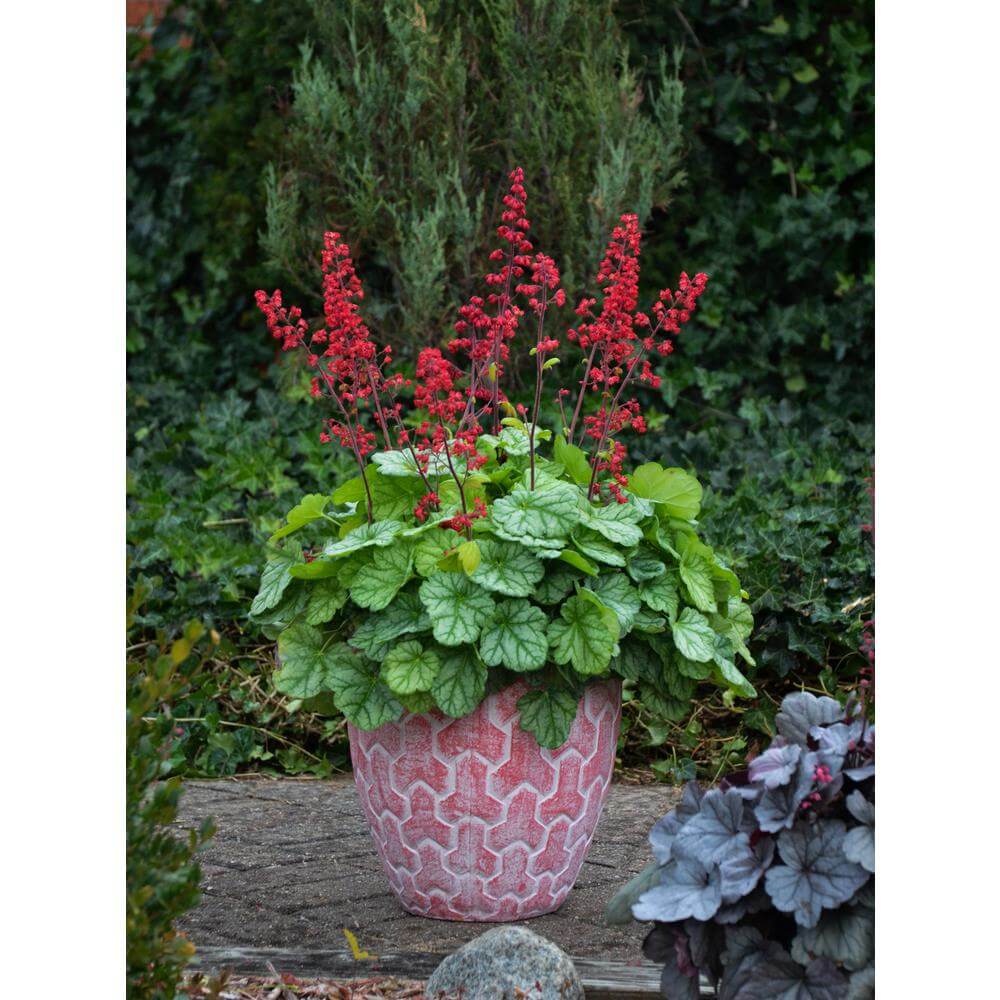 Coral Bells (Heuchera) | Perennial Flowers All Season: Perennial Garden Design Guide for Blooms in Spring Summer and Fall