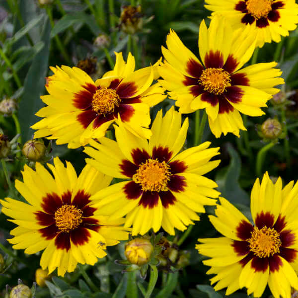 Coreopsis | Perennial Flowers All Season: Perennial Garden Design Guide for Blooms in Spring Summer and Fall