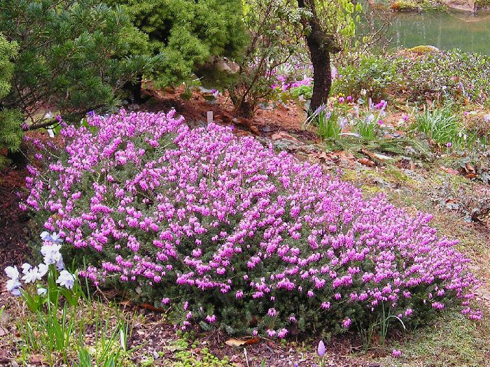 Erica carnea (winter flowering heathers) | Flowering Plants to Brighten the Winter Garden: Trees, Shrubs and Perennials with Blooms to Sparkle in Short Days