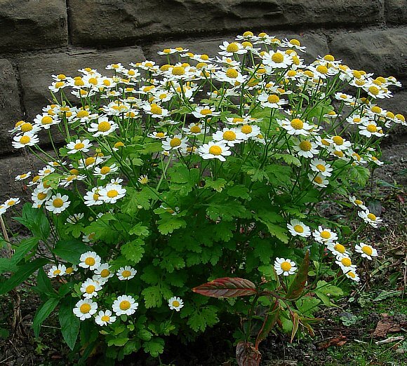 Feverfew (Tanacetum parthrnium) | How to Use Herbs as Edging