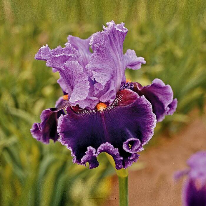 Tall bearded or German iris (Iris germanica) | Perennial Flowers All Season: Perennial Garden Design Guide for Blooms in Spring Summer and Fall