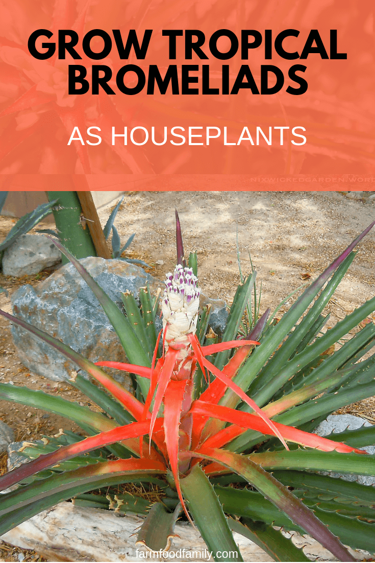 How to Grow Tropical Bromeliads as Houseplants