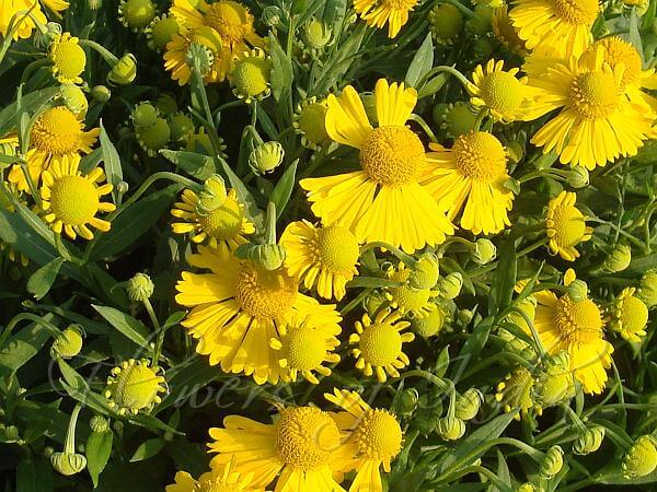 Helenium | Fall Perennials for a Splendid Array of Flowers