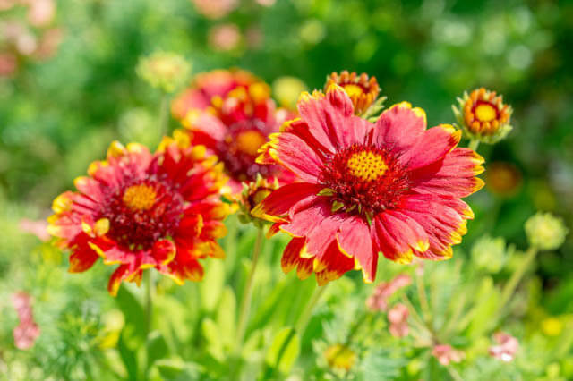 Indian blanket flower (Gaillardia) | Perennial Flowers All Season: Perennial Garden Design Guide for Blooms in Spring Summer and Fall