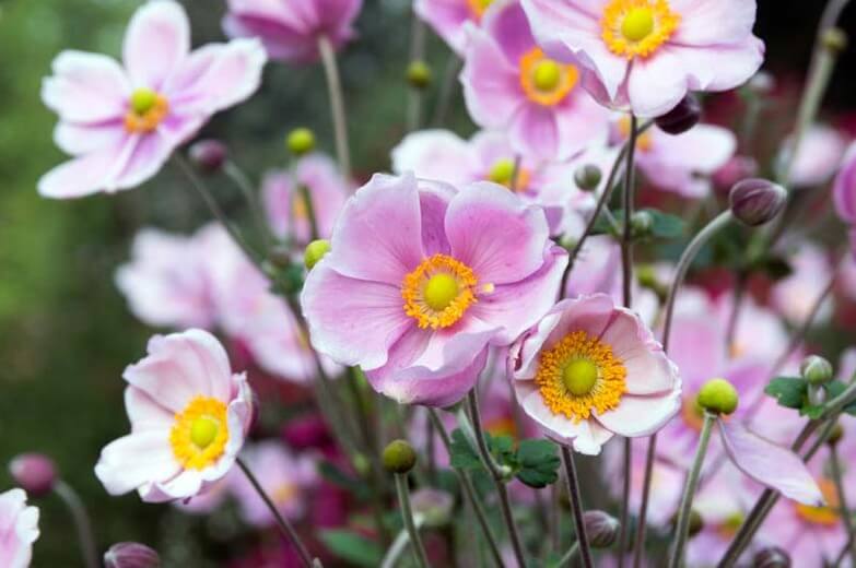 Windflower or Japanese Anemone | Perennial Flowers All Season: Perennial Garden Design Guide for Blooms in Spring Summer and Fall