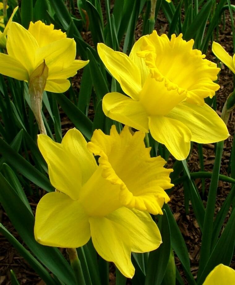 King Alfred Yellow Daffodils | Daffodil Bulb Ideas for Autumn Gardening: Fall Bulb Planting Brings Narcissus Spring Flowers