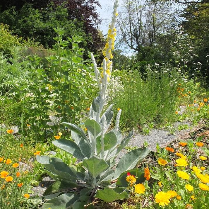 Mullein (Verbascum thapsus) | Designing and Planting a Medicinal Herb Garden