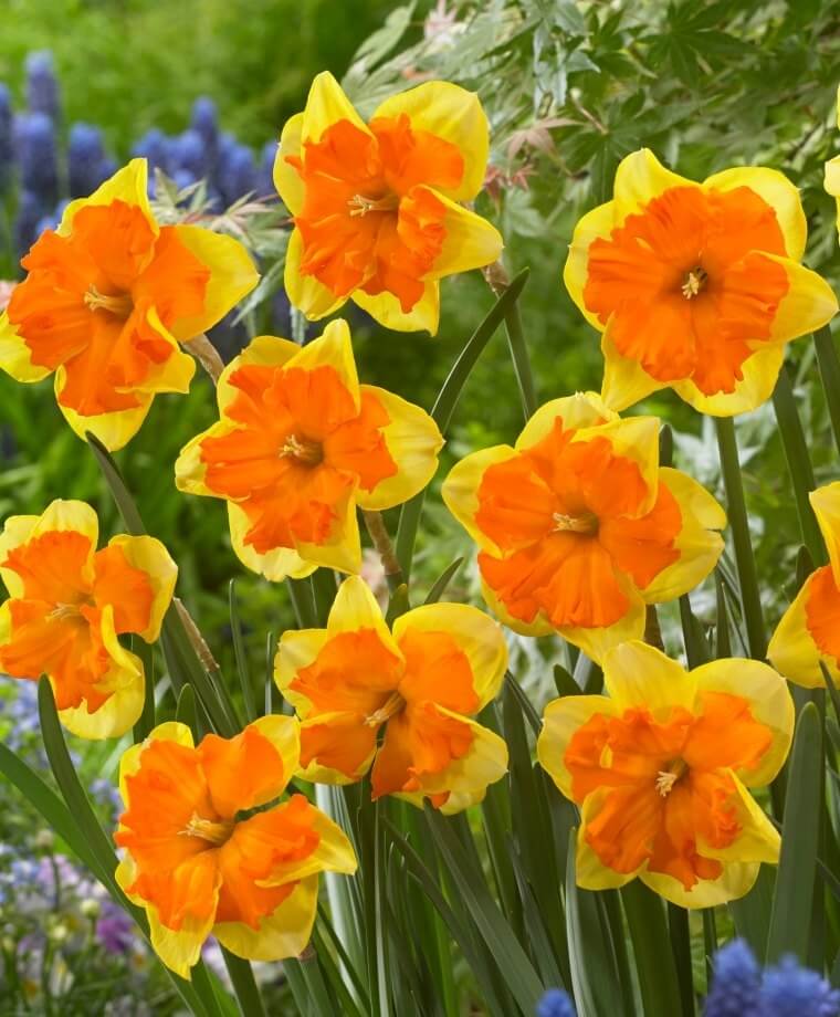 Narcissus Congress | Daffodil Bulb Ideas for Autumn Gardening: Fall Bulb Planting Brings Narcissus Spring Flowers