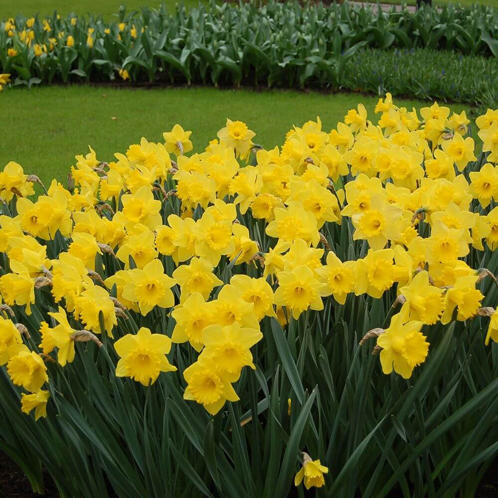 Narcissus Dutch Master | Daffodil Bulb Ideas for Autumn Gardening: Fall Bulb Planting Brings Narcissus Spring Flowers