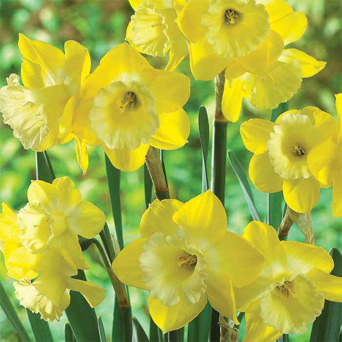 Narcissus Intrigue | Daffodil Bulb Ideas for Autumn Gardening: Fall Bulb Planting Brings Narcissus Spring Flowers