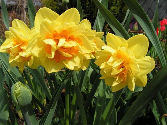 Narcissus Magellan | Daffodil Bulb Ideas for Autumn Gardening: Fall Bulb Planting Brings Narcissus Spring Flowers