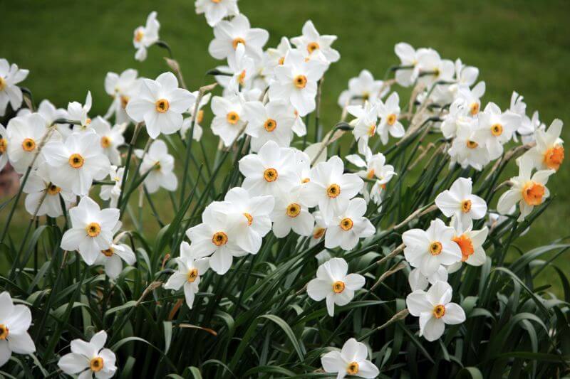 Narcissus poeticus recurvus | Daffodil Bulb Ideas for Autumn Gardening: Fall Bulb Planting Brings Narcissus Spring Flowers