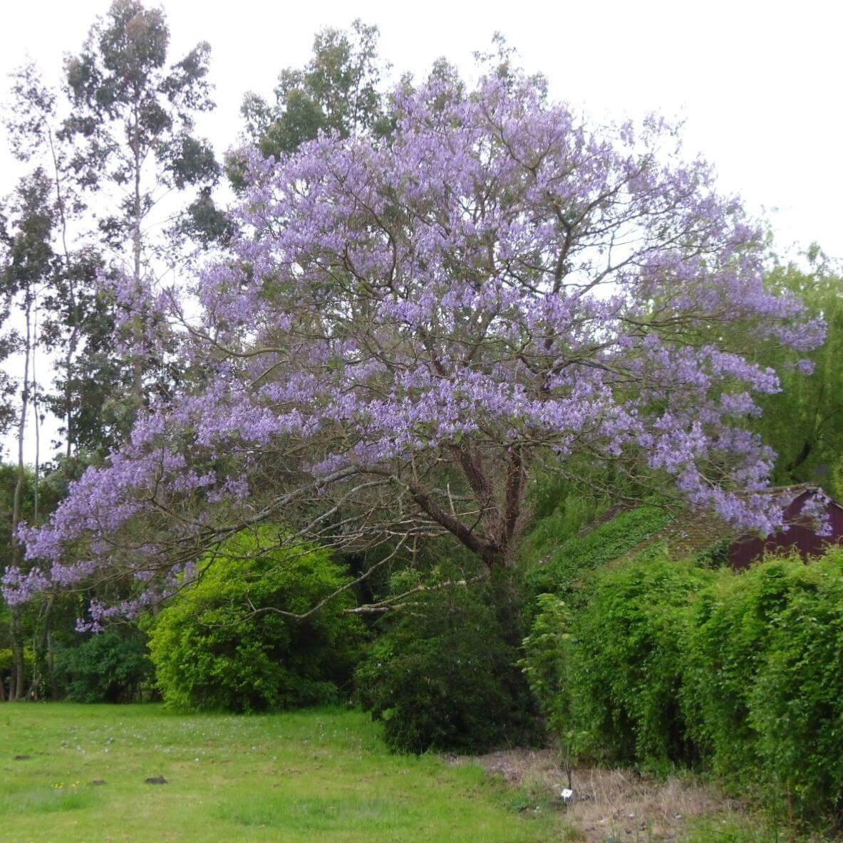 Princess Tree (Paulownia tomentosa) | Top 10 Exotic Invasive Trees in the U.S - FarmFoodFamily.com