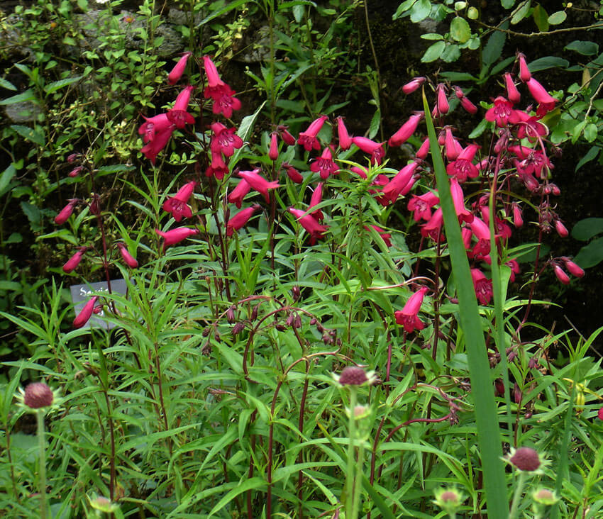 Penstemon | Perennial Flowers All Season: Perennial Garden Design Guide for Blooms in Spring Summer and Fall