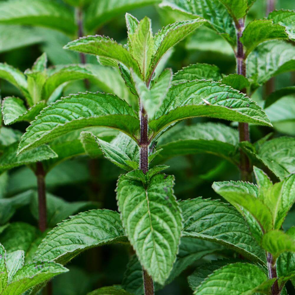 Peppermint (Mentha poperita) | Designing and Planting a Medicinal Herb Garden