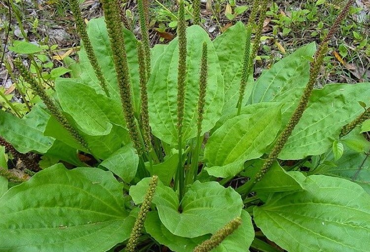 Plantain (Plantago major, P. lanceolata) | Designing and Planting a Medicinal Herb Garden