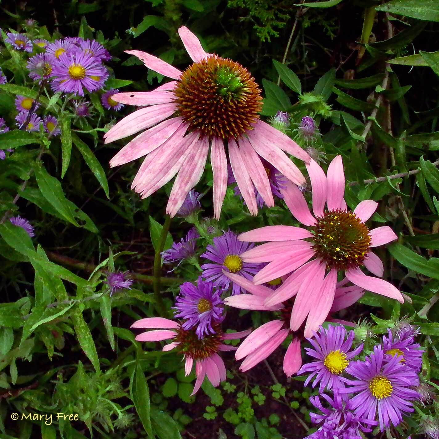 Purple Coneflower/Echinacea Purpurea | An Herb Butterfly And Bee Garden: Herb Gardening with a View Toward Attracting Insect Pollinators