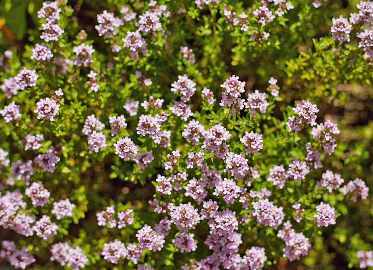 Thyme | An Herb Butterfly And Bee Garden: Herb Gardening with a View Toward Attracting Insect Pollinators