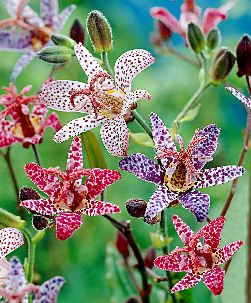 Toadlily (Tricyrtis) | Perennial Flowers All Season: Perennial Garden Design Guide for Blooms in Spring Summer and Fall