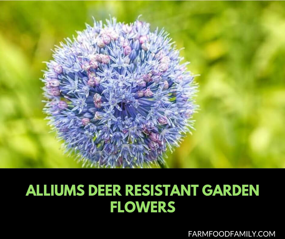 Alliums Deer Resistant Garden Flowers: Drought Tolerant Ornamental Onion Plants Deter Small Rodents