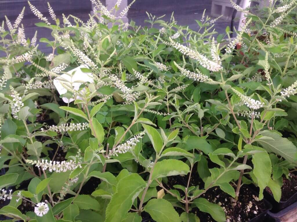 Aloysia virgata | Try Fragrant Perennial Verbenas for Attracting Bees and Butterflies