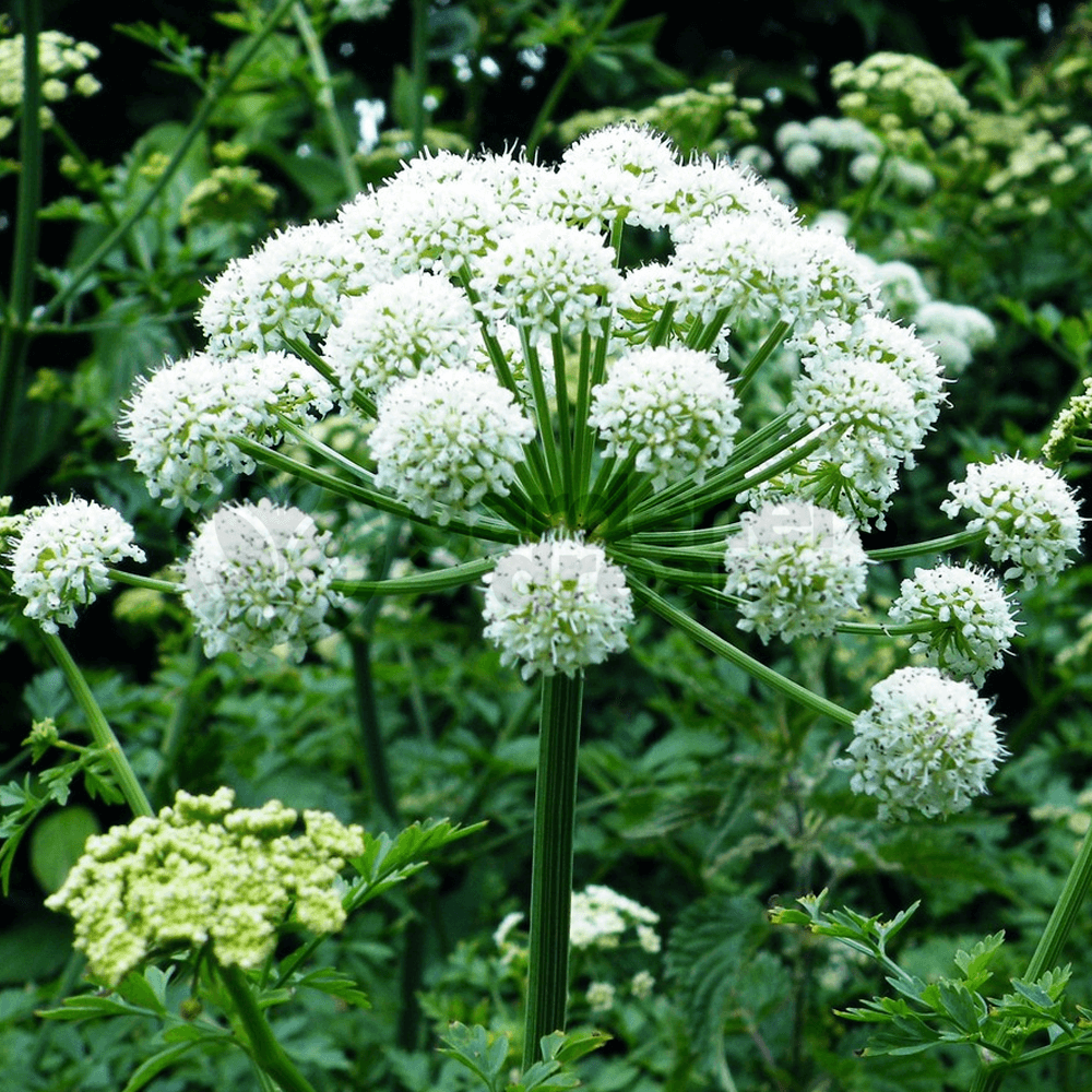 angelica herb plants