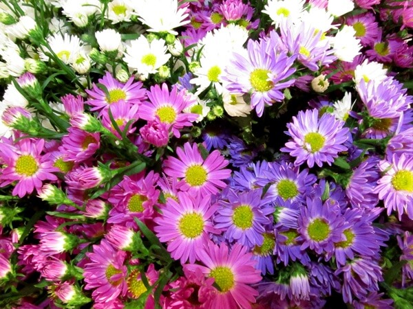 assorted asters | Perennial Flowers All Season: Perennial Garden Design Guide for Blooms in Spring Summer and Fall