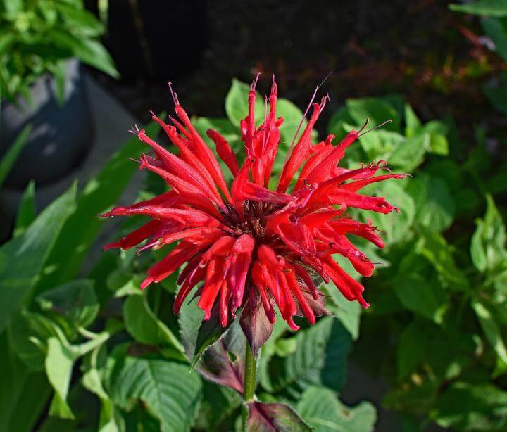 bee balm (Monarda didyma) | Perennial Flowers All Season: Perennial Garden Design Guide for Blooms in Spring Summer and Fall