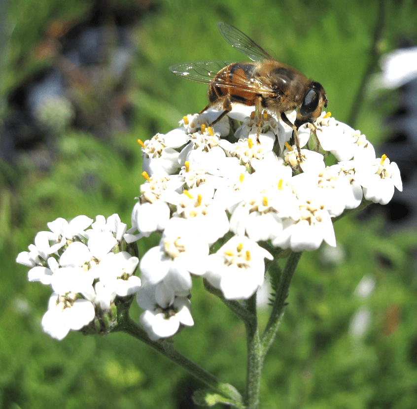Yarrow | An Herb Butterfly And Bee Garden: Herb Gardening with a View Toward Attracting Insect Pollinators