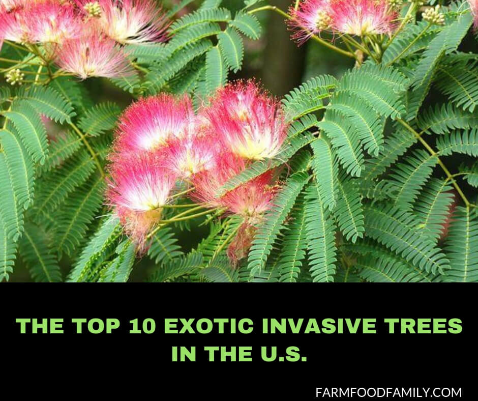 Best Exotic Invasive Trees in the US.
