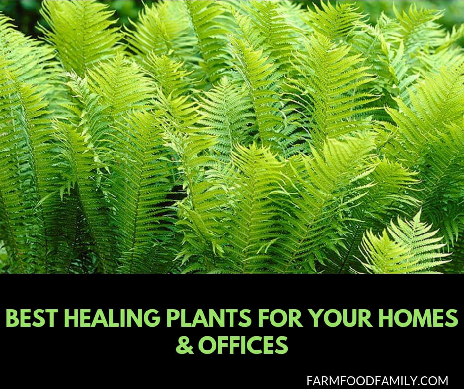 Best Healing Houseplants