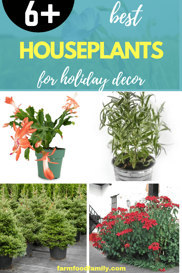 6 Best Houseplants for Holiday Decor