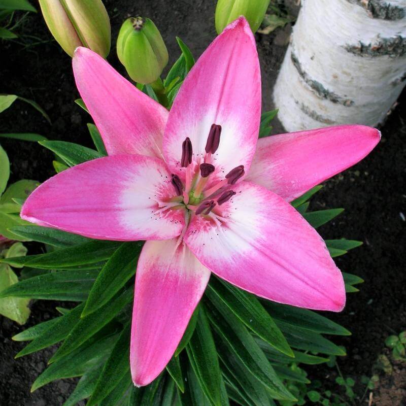 bulb lilies (Lilium) | Perennial Flowers All Season: Perennial Garden Design Guide for Blooms in Spring Summer and Fall