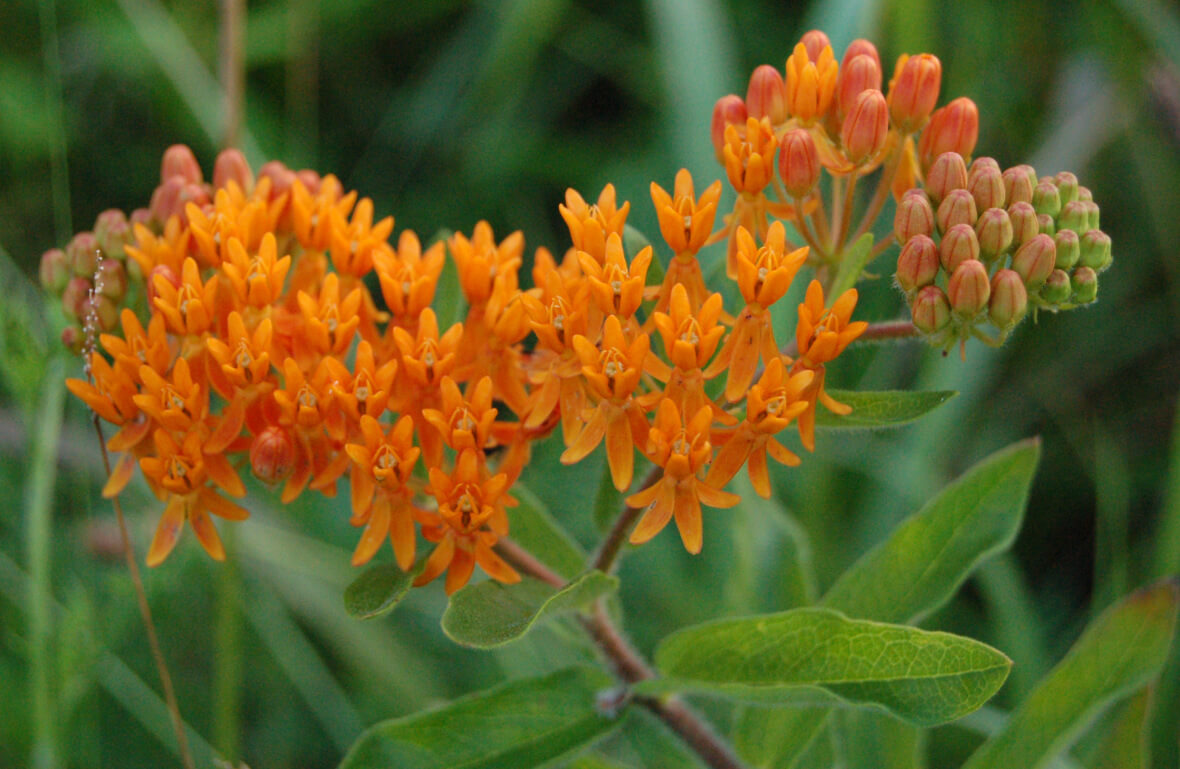 Butterfly weed flower