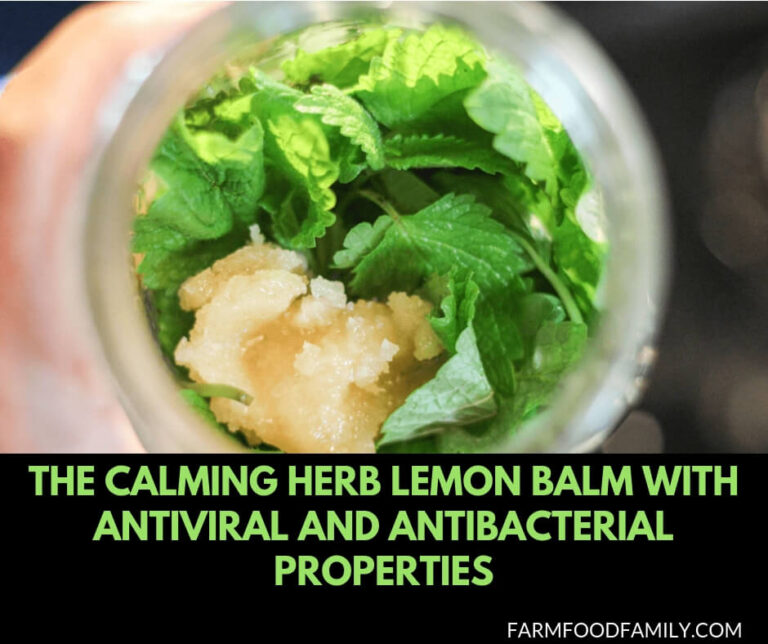 The Calming Herb Lemon Balm With Antiviral and Antibacterial Properties