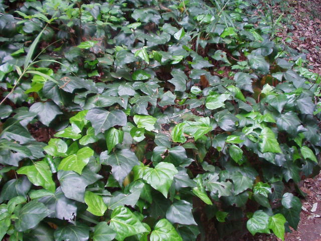 Canary Island Ivy (Hedera canariensis)