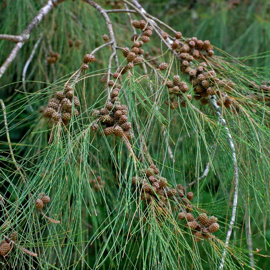 Australian Pine (Casuarina equisetifolia) | Top 10 Exotic Invasive Trees in the U.S - FarmFoodFamily.com